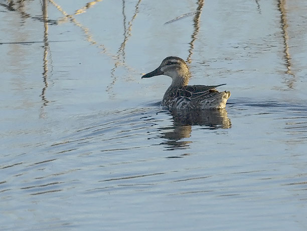 Heinätavi, Garganey, Anas querquedula